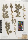 Foto von Salix myrsinifolia Salisb.